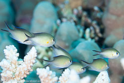 BD-131211-Fury-Shoal-1199-Chromis-flavaxilla.-Randall.-1994-[Arabian-chromis].jpg